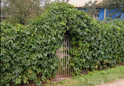 живая изгородь