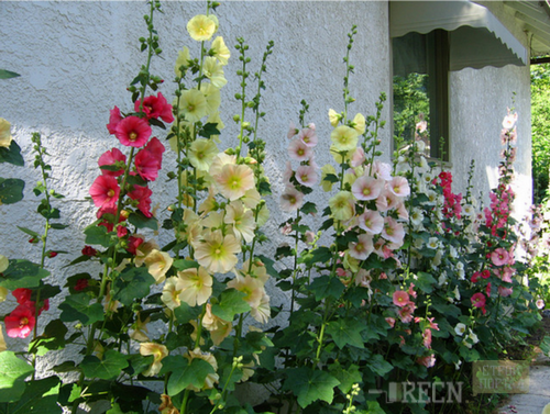 Высокие Цветы Для Сада Многолетние Фото