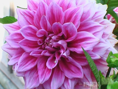 dahlia