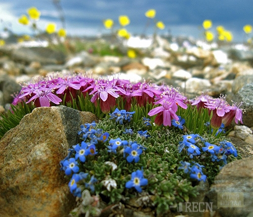 พืชสำหรับ alpinaria