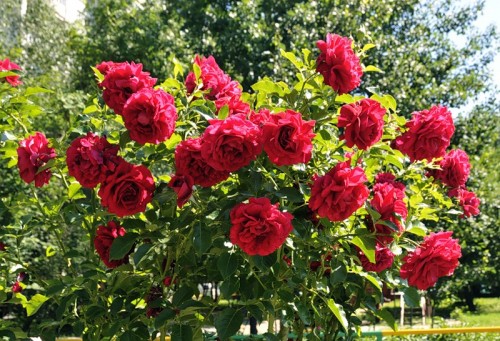 фото кустовых роз