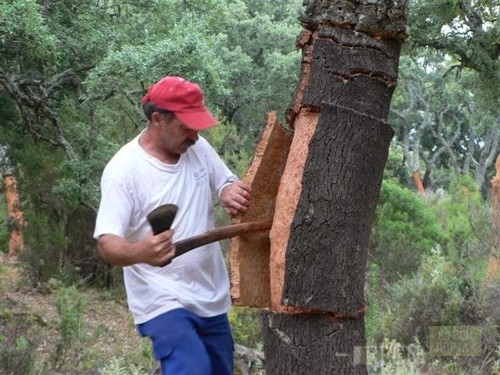 la eliminación de la corteza