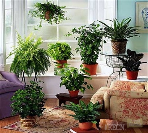 گروه بندی plants_500x450.