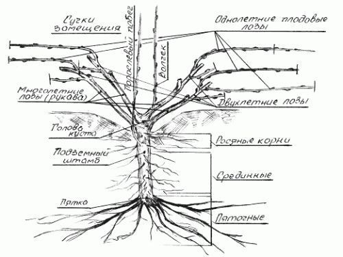 1264946530_stroenie-kusta-vinograda