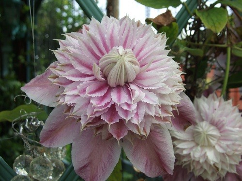 Clematis-josephine.