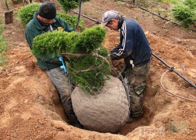 Доклад: Как беречь и сажать деревья