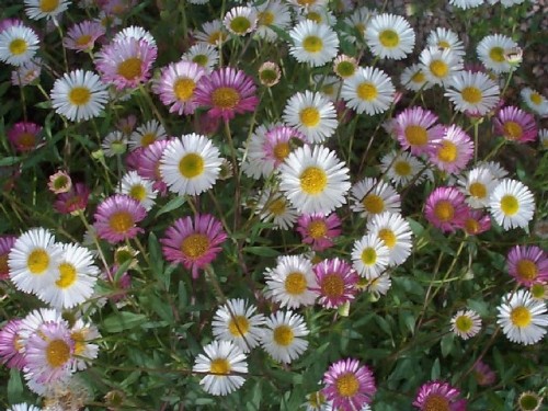 Melkolepestnik--Erigeron