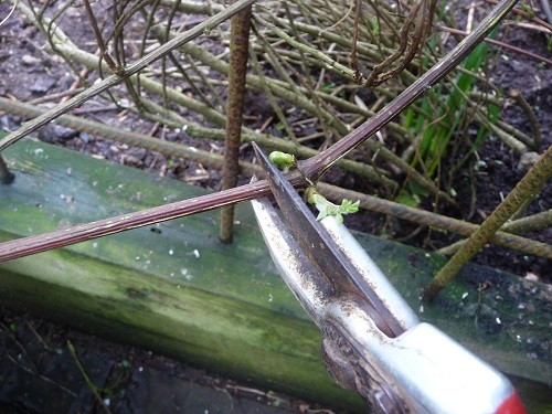 pruning-Clematis-Making-the-Form-A-A-Day-L-1YZ6ZV