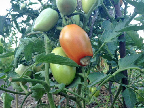 vertex-gnil-tomati