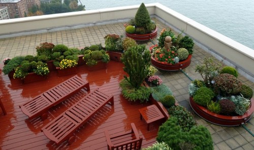 Conifers-Shrubs-in-Containers-on-Manhattan-Rooftop-reduced